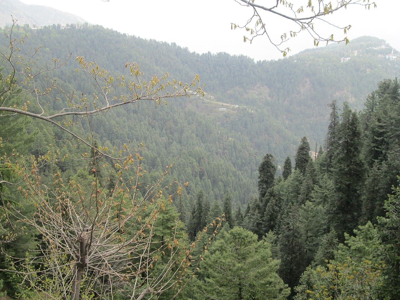 Giddha (Chandigarh-Punjabi)