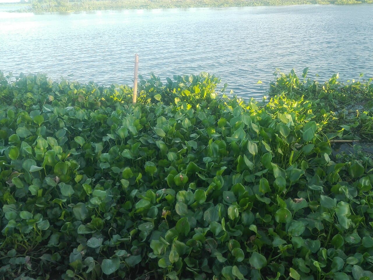 Kajri